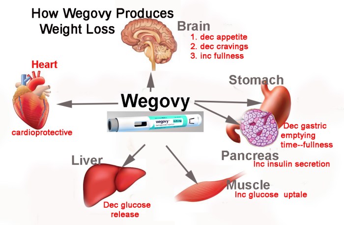 The ‘power foods’ that work like weight-loss drugs Ozempic and Wegovy but without the side effects – a nutrition doctor reveals them terbaru