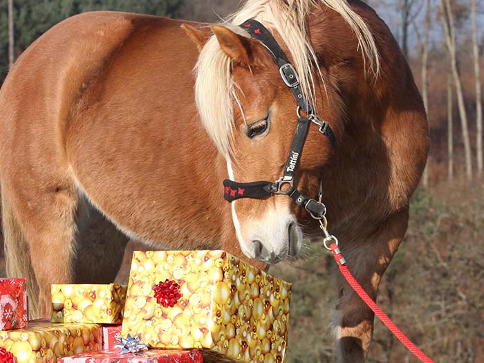 Christmas ideas for horse lovers