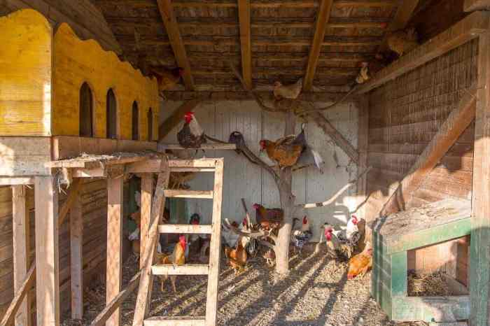 Chicken coop interior ideas