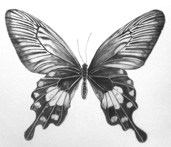 Butterfly drawing ideas