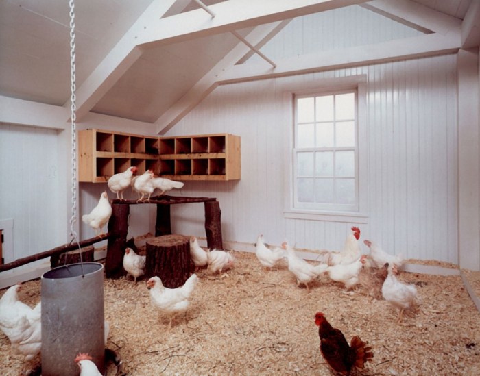 Chicken coop interior ideas