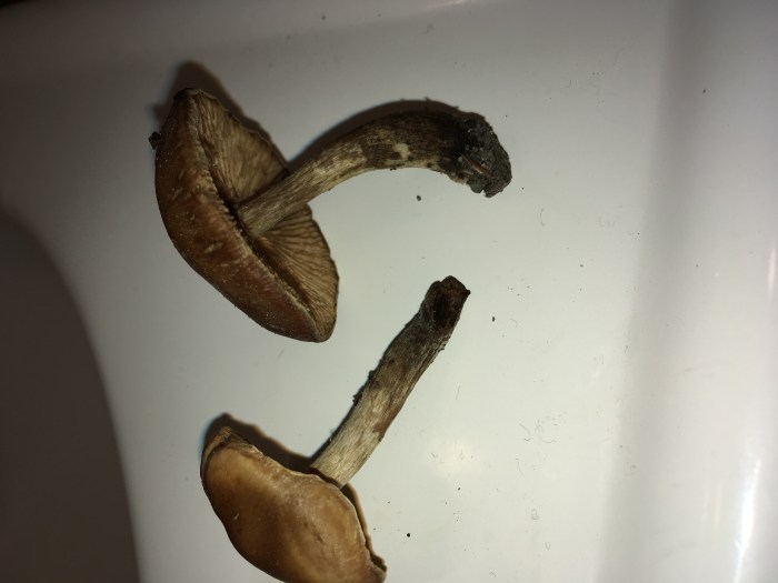 Shroomery shroom extras