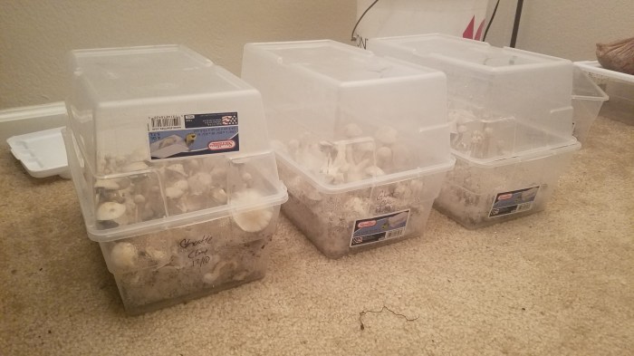 Shroomery ways to improve shoebox