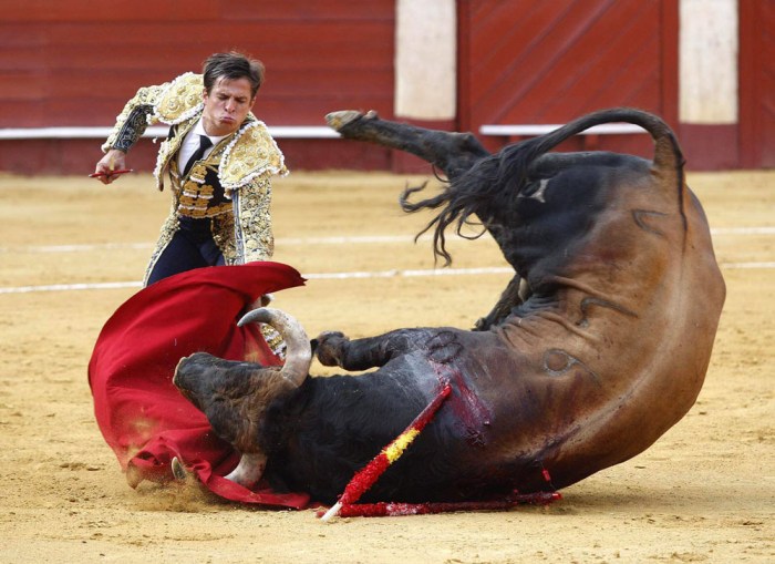 Bullfighting matador traveller preliminaries preliminary