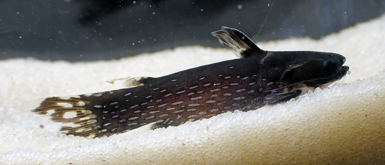 Milky way woodcat catfish