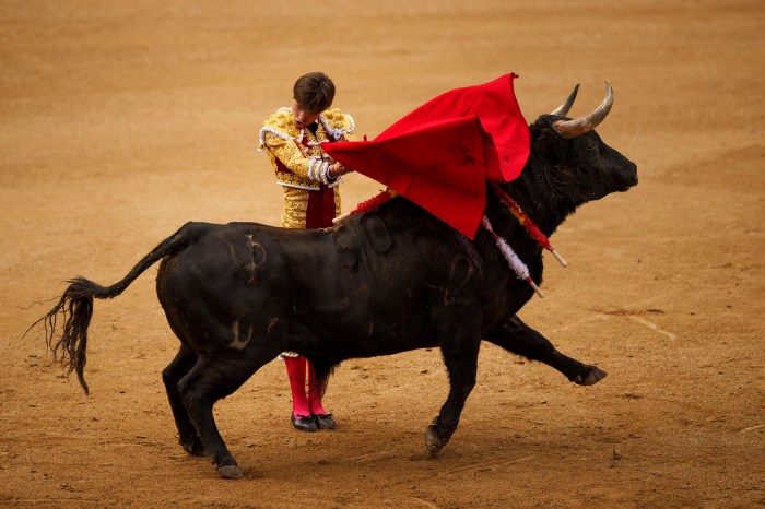 Andalusian bull