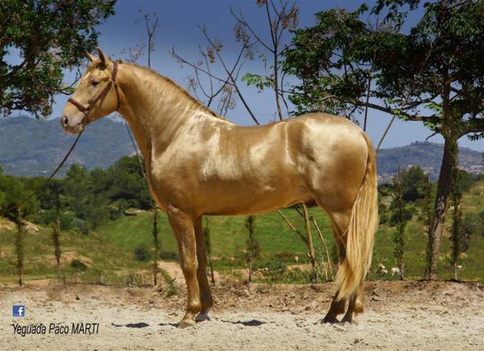 Andalusian buckskin pearl