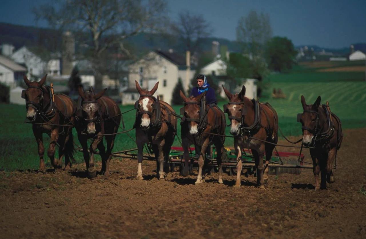 Do amish people pay taxes