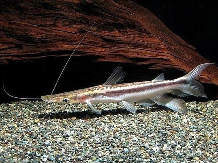 Milky way woodcat catfish