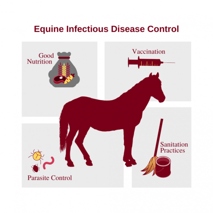 5 way horse vaccine