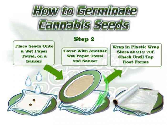 Best way to germinate cannabis seeds