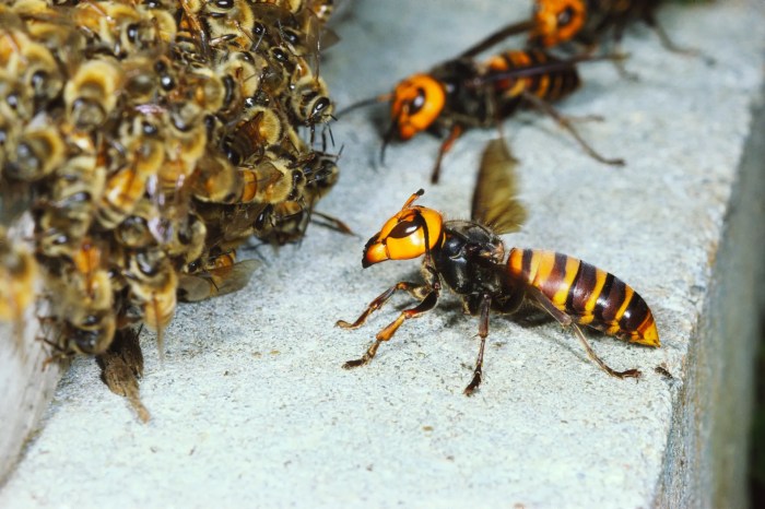 Hornet giant size asian vs bee honey comparison ever pollinators sightings threat protecting first wordpress usda live linux