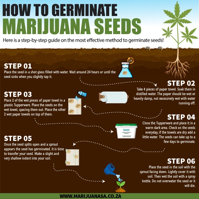 Best way to germinate cannabis seeds