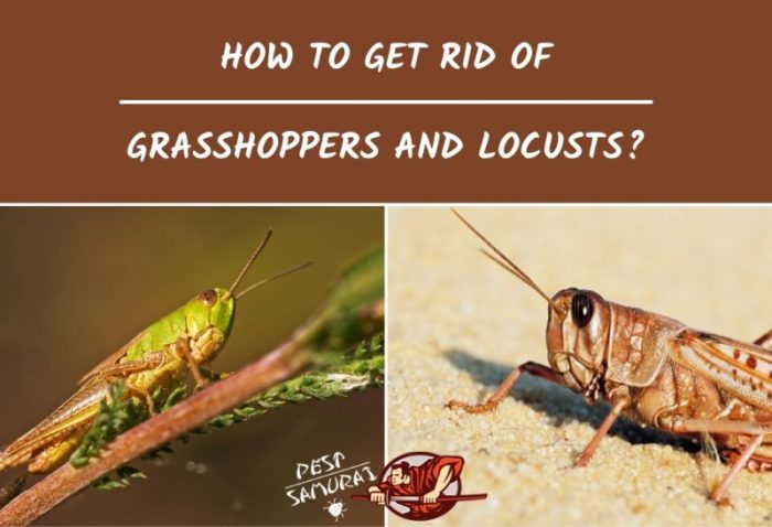 Natural ways nto tget rid of locust in your yard