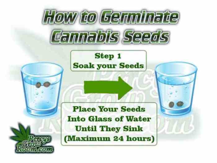 Cannabis germinate soak grow marijuana germinating soaking growing percysgrowroom use