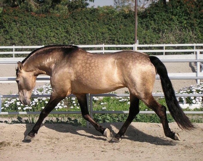 Buckskin andalusian stallion ec0 trotting