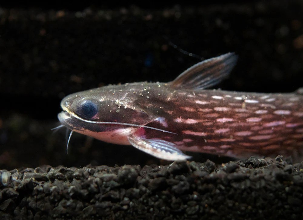 Milky way woodcat catfish