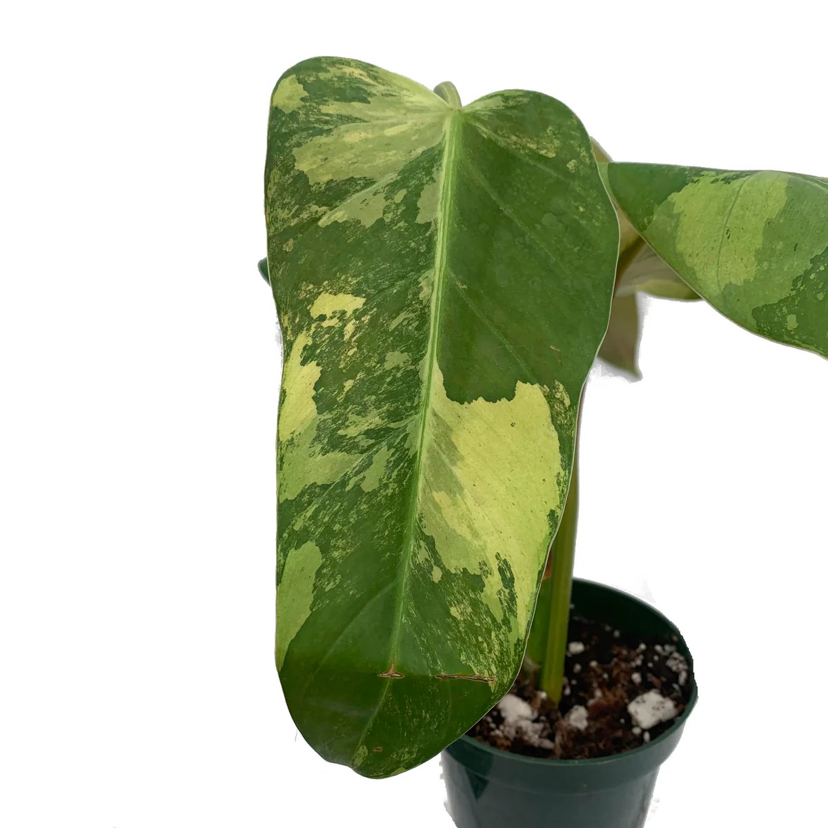 Philodendron whipple way