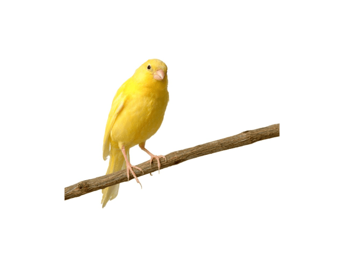 The importance of Canary Release in co-development software