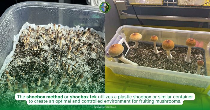 Shroomery ways to improve shoebox