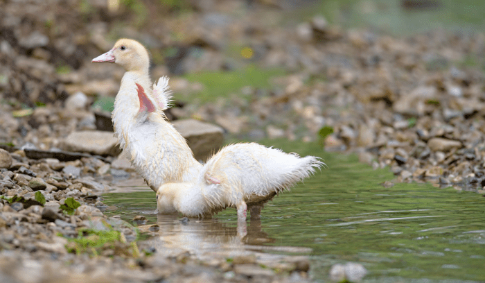 Make way for duckling