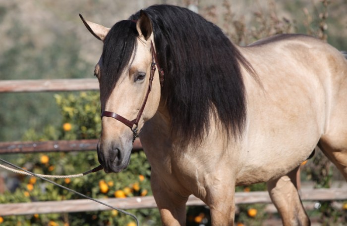 Andalusian buckskin pearl