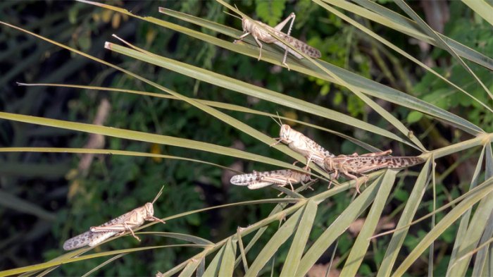 Grasshoppers locusts