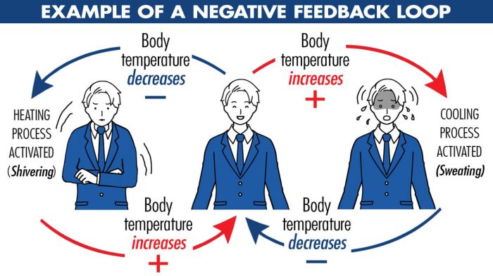 The importance of Feedback Loops in co-development software