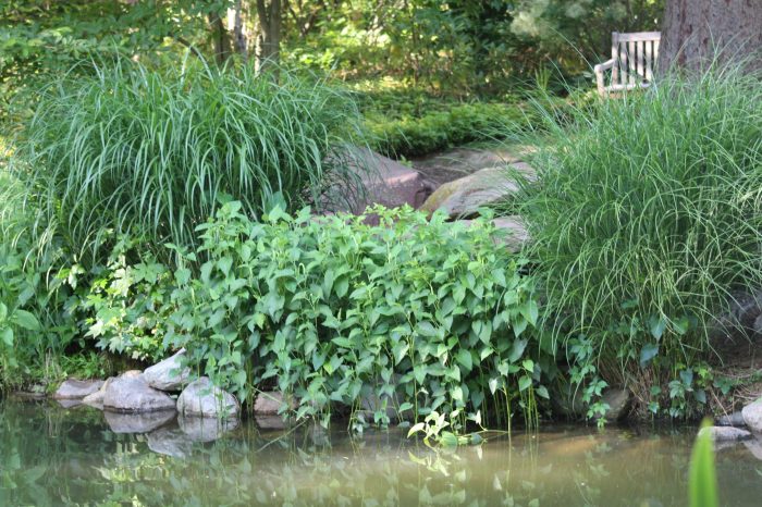 Restoration ecological ecosystem rehabilitation restorative