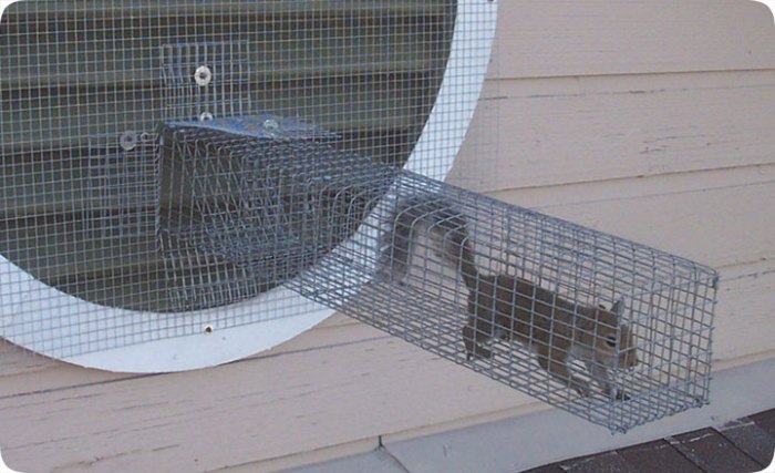 Attic trap squirrels squirrel way traps build trapping saved