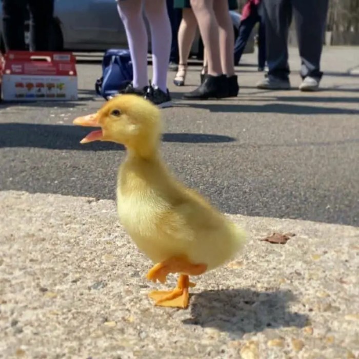 Make way for duckling